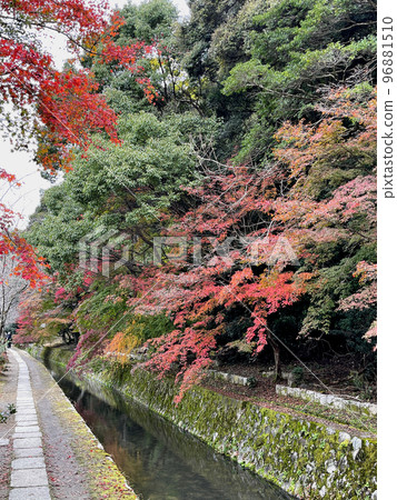 在京都哲學路的秋葉 在京都哲學路的秋葉 96881510