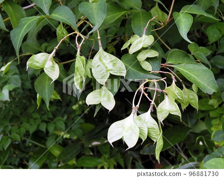 Honeysuckle with capsules (Shimohamahanekawa, Akita City, 6/20) Honeysuckle with capsules (Shimohamahanekawa, Akita City, 6/20) 96881730
