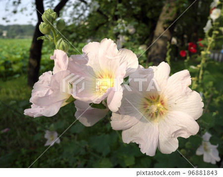 Aoi flowers blooming at the edge of Ueno Shinobazu Pond 96881843
