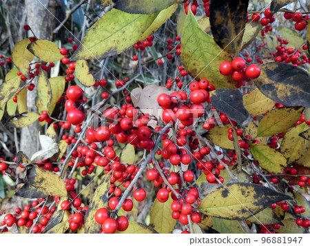 Red berries of Umemodoki (Toyoiwa Oyama, Akita City, 11/24) Red berries of Umemodoki (Toyoiwa Oyama, Akita City, 11/24) 96881947