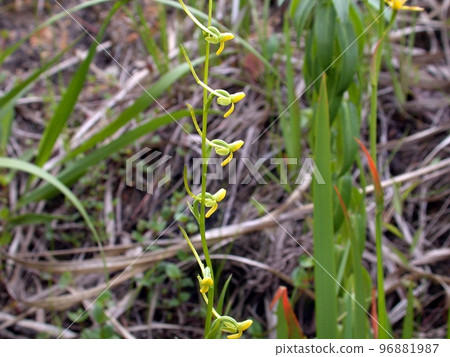 Kobano蜻蜓（大仙市神宮寺，6/23） 96881987