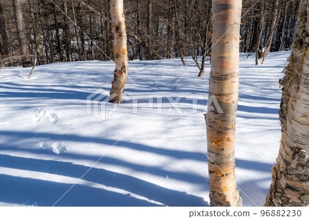 [Snow mountain material] Betula buried in snow [Nagano Prefecture] 96882230