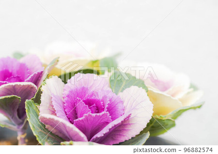 白色背景上的淡葉牡丹 白色背景上的淡葉牡丹 96882574