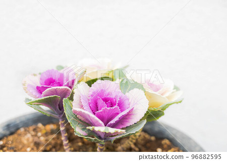 白色背景中在花盆中生長的葉牡丹 96882595