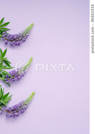 Blooming lupine buds on a purple background 96882938