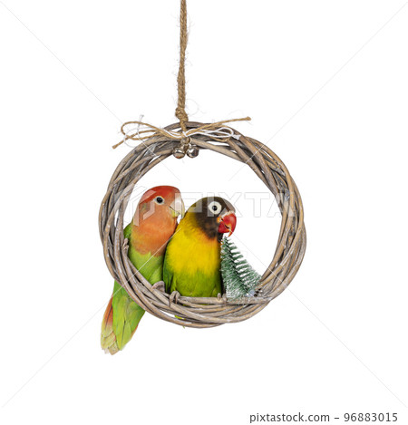 Love birds on white background 96883015