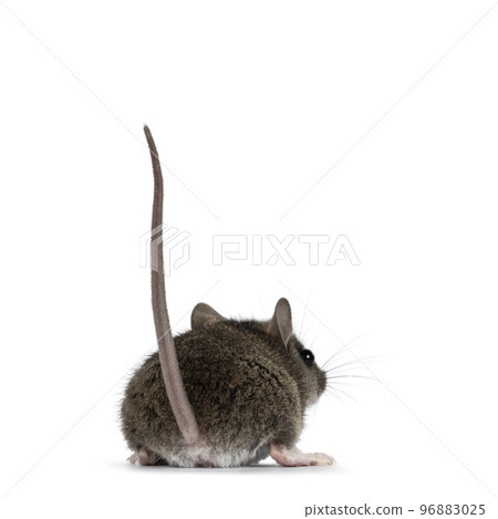 Mouse on white background Mouse on white background 96883025