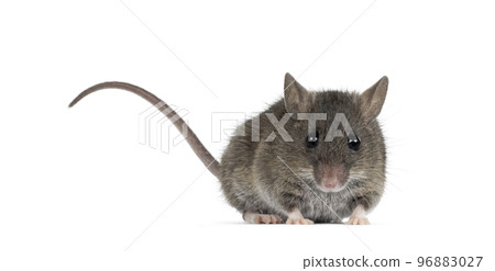 Mouse on white background Mouse on white background 96883027