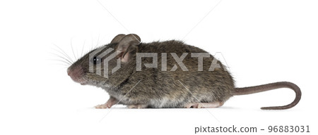 Mouse on white background 96883031