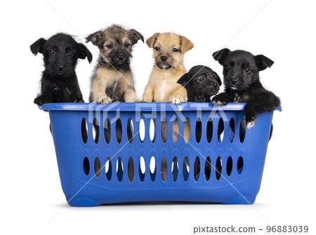 Stray puppies in basket on white background Stray puppies in basket on white background 96883039