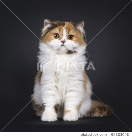 British Longhair cat kitten on black background 96883048