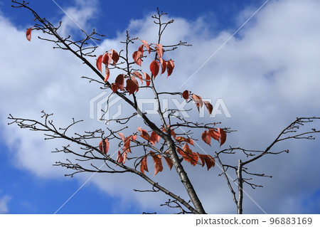 Autumn leaves, blue sky and white clouds Autumn leaves, blue sky and white clouds 96883169