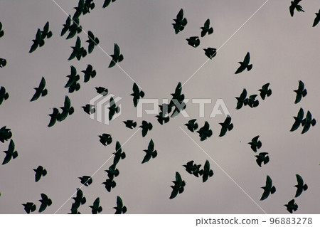 Flock of pigeons 96883278