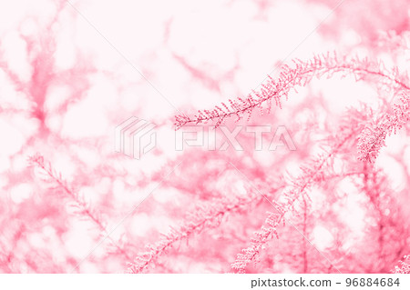 Blooming branches of tamarisk shrub and sky in color of the year 2023 Viva Magenta. Spring background with pink flowering plants. Closeup, soft selective focus Blooming branches of tamarisk shrub and sky in color of the year 2023 Viva Magenta. Spring background with pink flowering plants. Closeup, soft selective focus 96884684