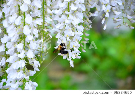 白紫藤花和蜜蜂 白紫藤花和蜜蜂 96884690