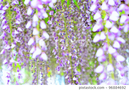 Wisteria flowers in full bloom 96884692