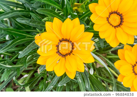 Blooming Medallion Chrysanthemum 96884838