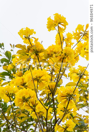 Blooming Yellow Suzuki Blooming Yellow Suzuki 96884971