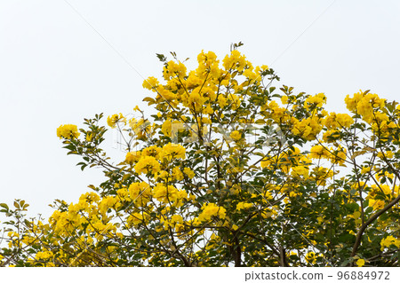 Blooming Yellow Suzuki 96884972