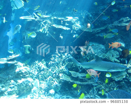 Sea of tropical fish 96885138