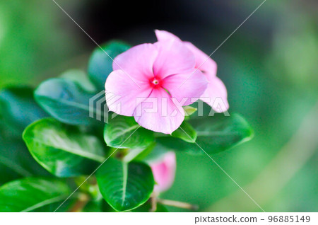ludwigia adscendens , West Indian paeriwinkle or pink flower or Catharanthus roseus or  Vinca or Old maid or Madagasgar periwinkle 96885149