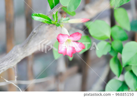 Desert rose, Impala lily or adenium obesumor pink flower Desert rose, Impala lily or adenium obesumor pink flower 96885150