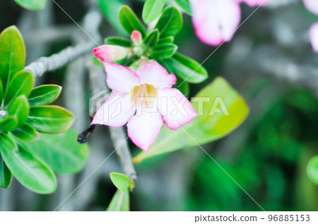 Desert rose, Impala lily or adenium obesumor pink flower 96885153
