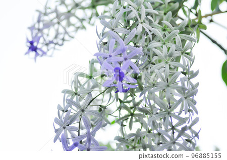 Sandpaper vine, Purple wreath or Queens wreath flower Sandpaper vine, Purple wreath or Queens wreath flower 96885155