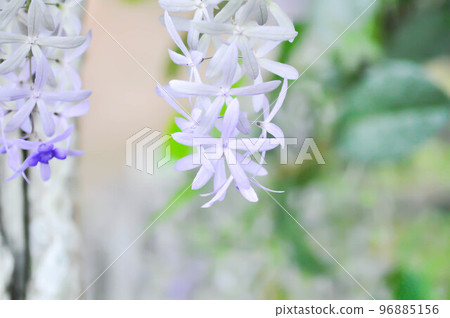 Sandpaper vine, Purple wreath or Queens wreath flower 96885156