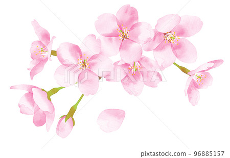 Cherry blossom watercolor style illustration large gathering of flowers 96885157