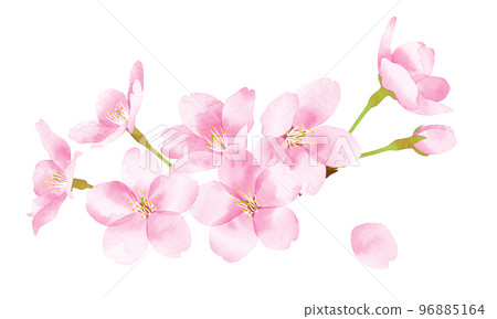 Cherry blossom watercolor style illustration large gathering of flowers 96885164