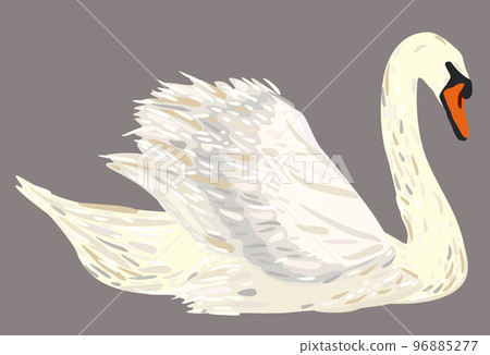 Vector illustration of elegant swan isolated on grey background. 96885277
