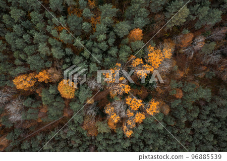 Aerial drone view over beautiful autumn forest landscape. Colourful trees in the wood. 96885539