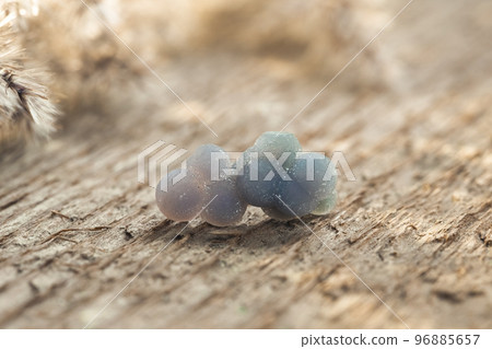 Grape-like Quartz or Grape Agate Crystal on Wood 96885657