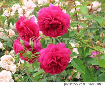 Deep pink English rose, The Dark Lady 96886089