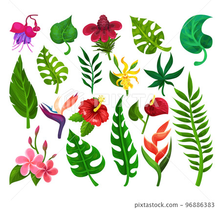 Tropical Plants with Fern Leaf, Monstera and Lush Flowers as Exotic Foliage and Flora Big Vector Set Tropical Plants with Fern Leaf, Monstera and Lush Flowers as Exotic Foliage and Flora Big Vector Set 96886383