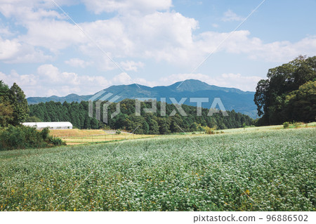 Kasakojin buckwheat field Kasakojin buckwheat field 96886502