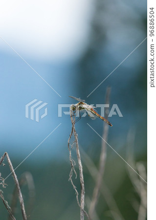 Dragonfly in the buckwheat field of Kasakojin Dragonfly in the buckwheat field of Kasakojin 96886504