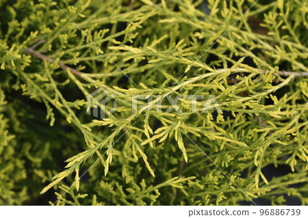 Golden Pfitzer Juniper 96886739