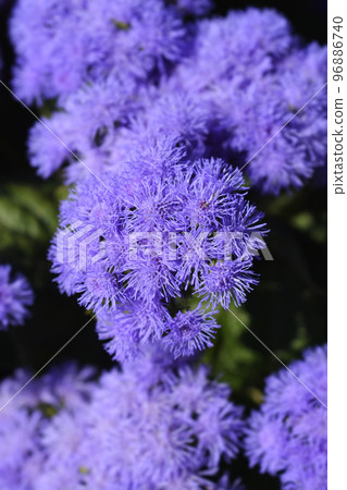 Floss Flower 96886740