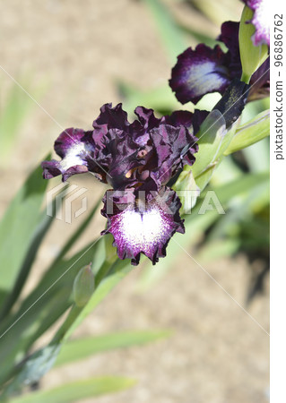 Intermediate Bearded Iris Spectator Intermediate Bearded Iris Spectator 96886762