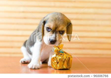 beagle puppy 96886766