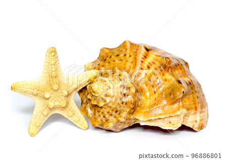 seashell and star seashell and star 96886801