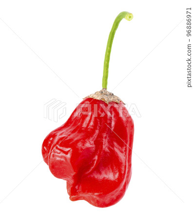 Ripe red chili pepper isolated on a white background. Capsicum baccatum or Bishop's crown pepper. 96886971