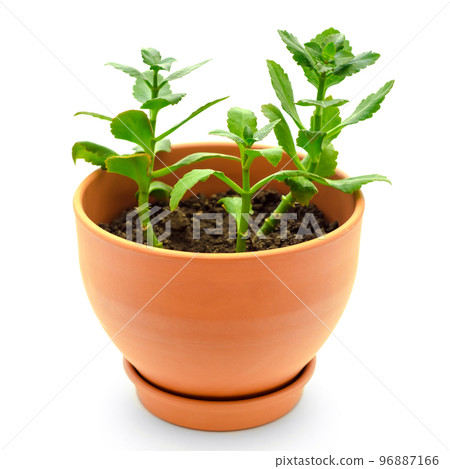 kalanchoe in pot kalanchoe in pot 96887166