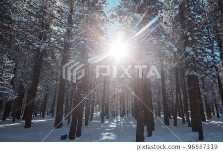 Winter forest 96887319