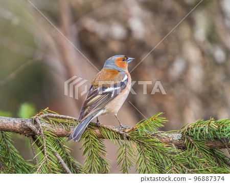 Common chaffinch, Fringilla coelebs, sits on a tree. Common chaffinch in wildlife. Common chaffinch, Fringilla coelebs, sits on a tree. Common chaffinch in wildlife. 96887374