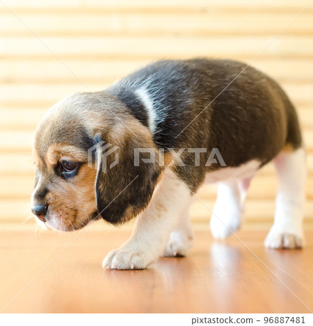 beagle puppy beagle puppy 96887481