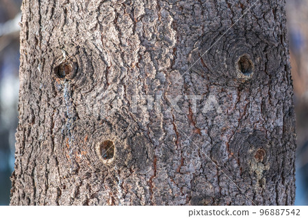 Bark texture and background of a old fir tree trunk. Detailed bark texture. Natural background Bark texture and background of a old fir tree trunk. Detailed bark texture. Natural background 96887542