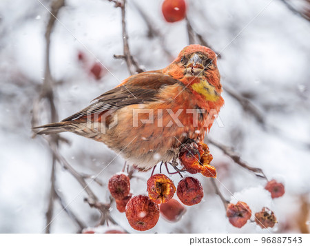 Red Crossbill male sitting on the tree branch and eats wild apple berries. Crossbill bird eats berries. Red Crossbill male sitting on the tree branch and eats wild apple berries. Crossbill bird eats berries. 96887543